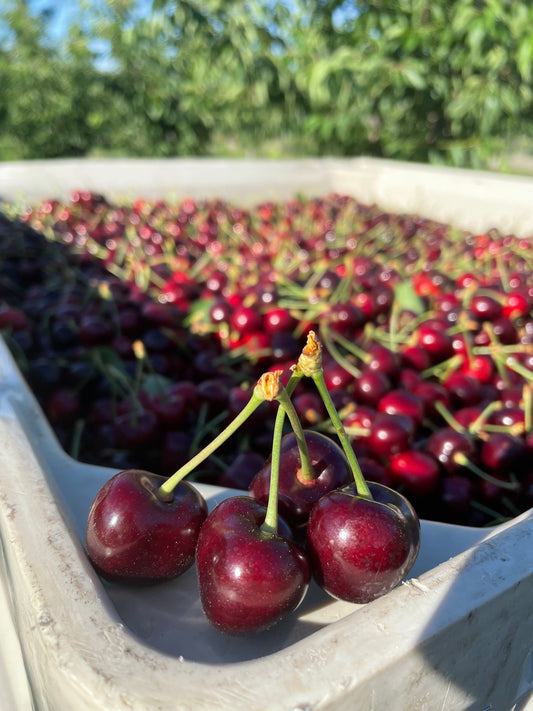Cherries | Farm Fresh | Harvesting June 2025