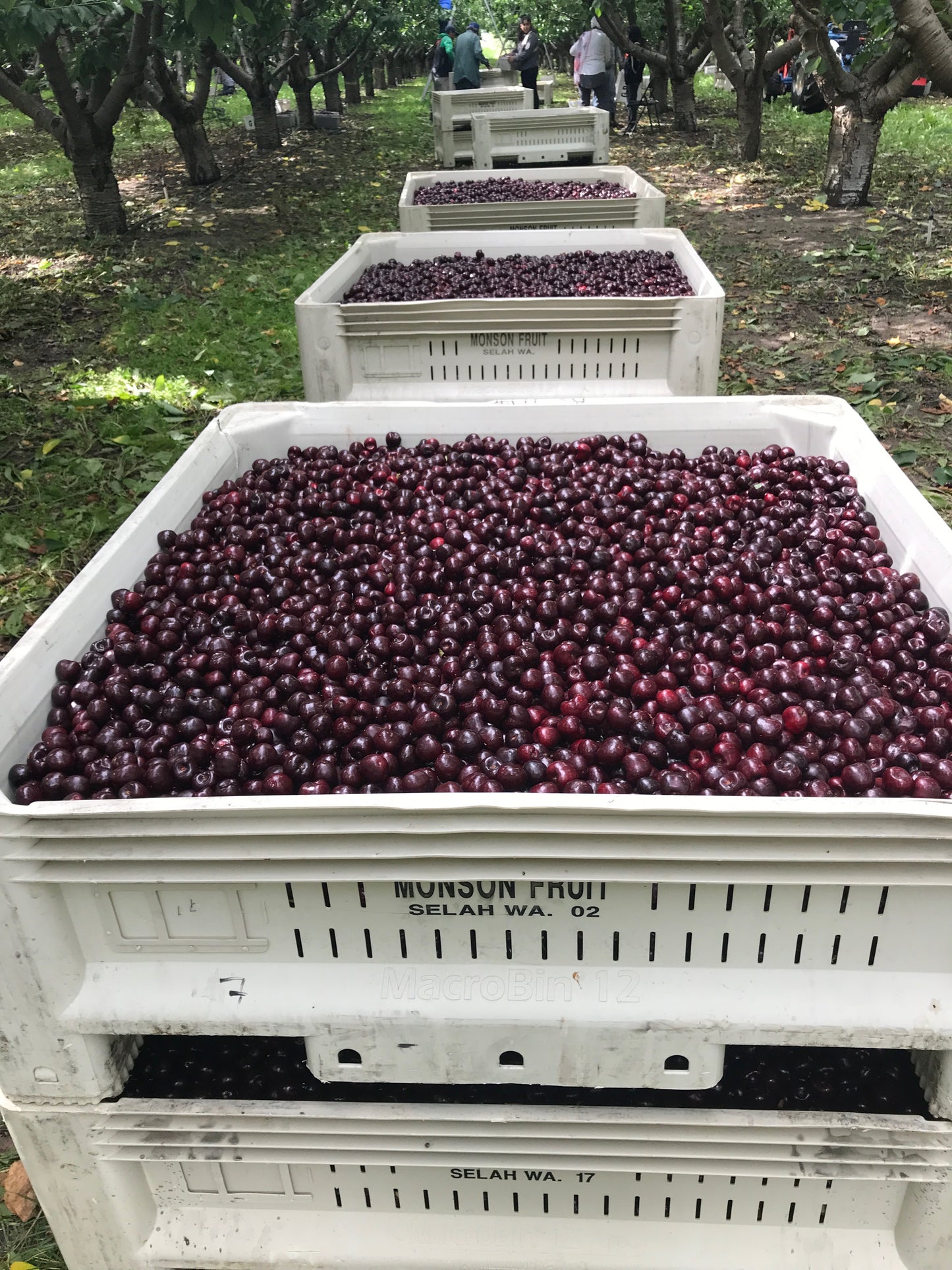 Cherries | Farm Fresh | Harvesting June 2025