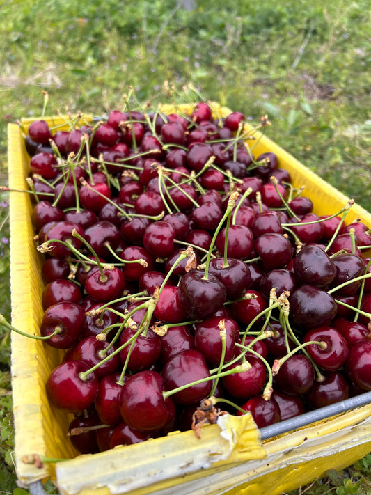 Cherries | Farm Fresh | Harvesting June 2025