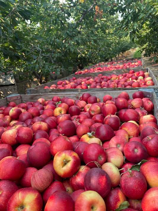 Apples | Farm Fresh | Harvesting Aug 2025